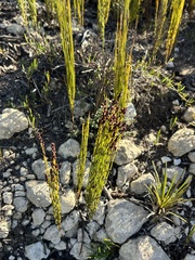 Elegia microcarpa (Elegia microcarpa)