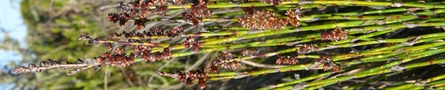 Elegia microcarpa (Elegia microcarpa)