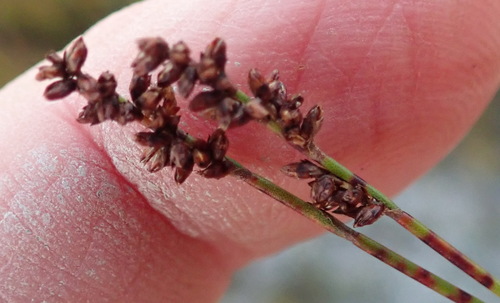 Elegia microcarpa (Elegia microcarpa)