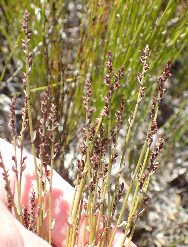 Elegia microcarpa (Elegia microcarpa)