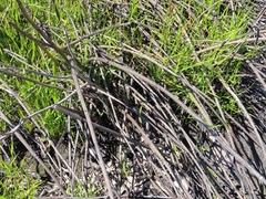 Elegia mucronata (Elegia mucronata)