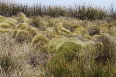 Elegia mucronata (Elegia mucronata)