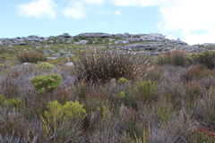 Elegia mucronata (Elegia mucronata)