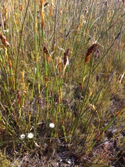 Elegia mucronata (Elegia mucronata)
