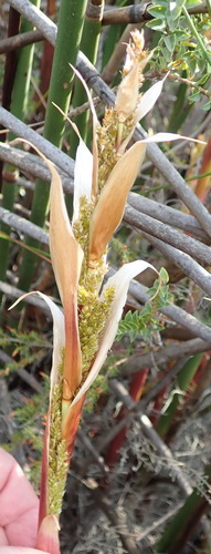 Elegia mucronata (Elegia mucronata)