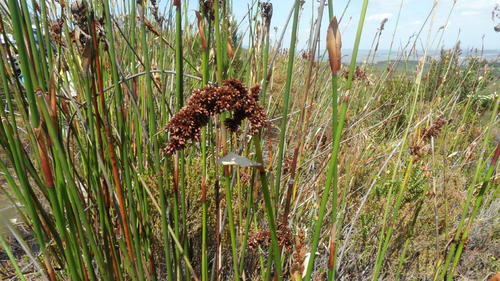 Elegia mucronata (Elegia mucronata)