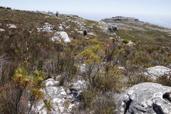 Elegia mucronata (Elegia mucronata)