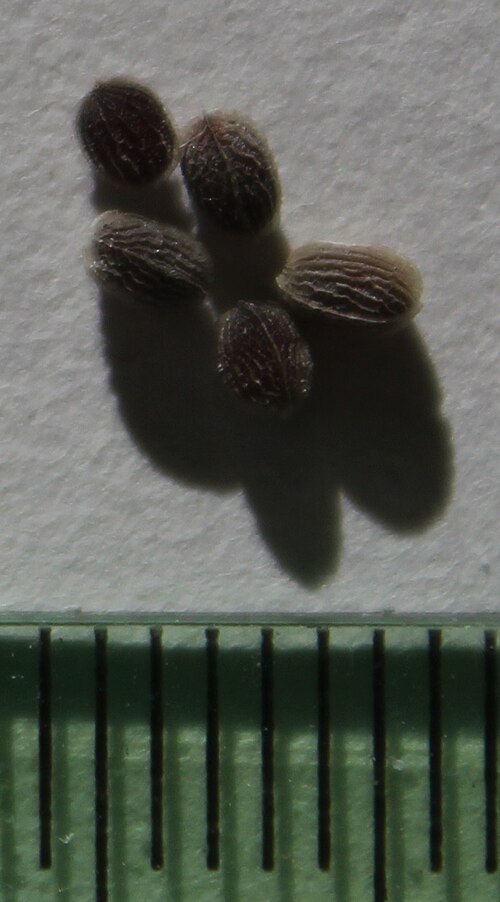 Elegia mucronata: Elegia mucronata seeds.