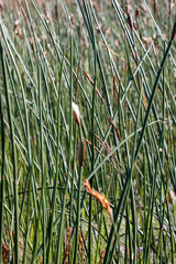 Elegia mucronata (Elegia mucronata)