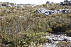 Elegia mucronata (Elegia mucronata)