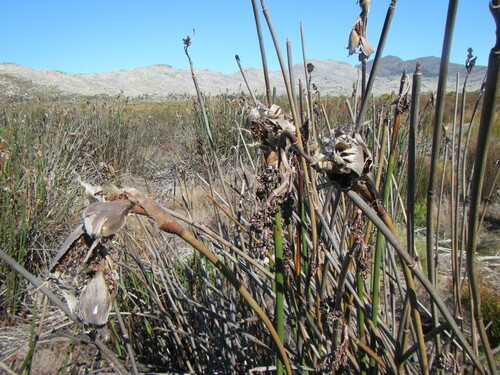 Elegia mucronata (Elegia mucronata)