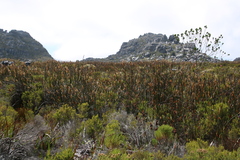 Elegia mucronata (Elegia mucronata)