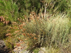 Elegia neesii (Elegia neesii)