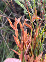 Elegia neesii (Elegia neesii)