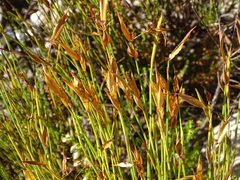 Elegia neesii (Elegia neesii)