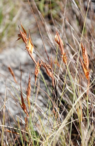 Elegia neesii (Elegia neesii)