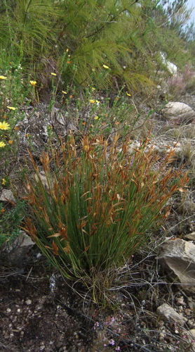 Elegia neesii (Elegia neesii)