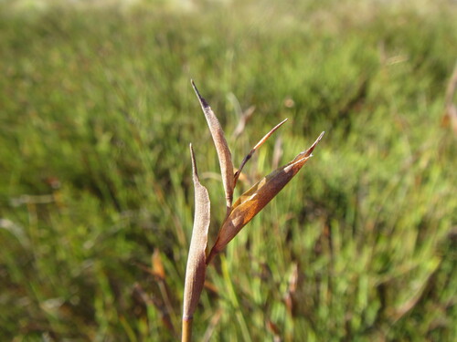 Elegia neesii (Elegia neesii)