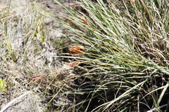 Elegia neesii (Elegia neesii)