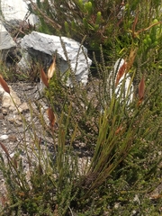 Elegia neesii (Elegia neesii)