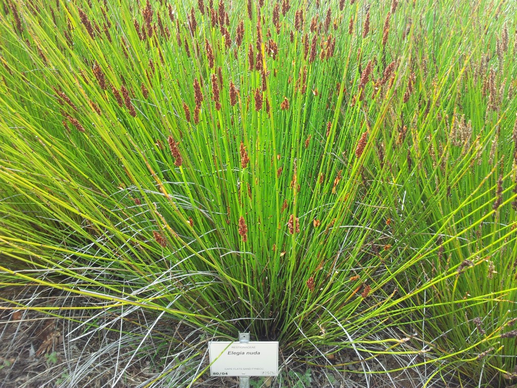 Elegia nuda: Elegia nuda - Kirstenbosch