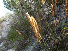 Elegia persistens (Elegia persistens)