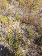 Elegia persistens (Elegia persistens)