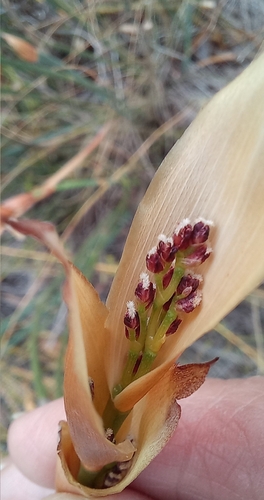 Elegia persistens (Elegia persistens)
