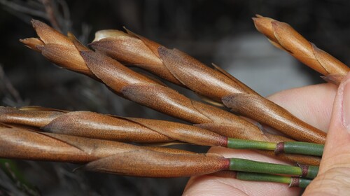 Elegia persistens (Elegia persistens)