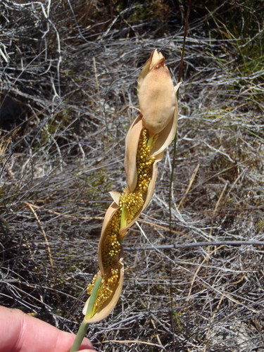 Elegia persistens (Elegia persistens)