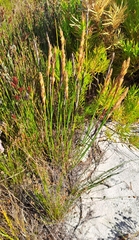 Elegia persistens (Elegia persistens)