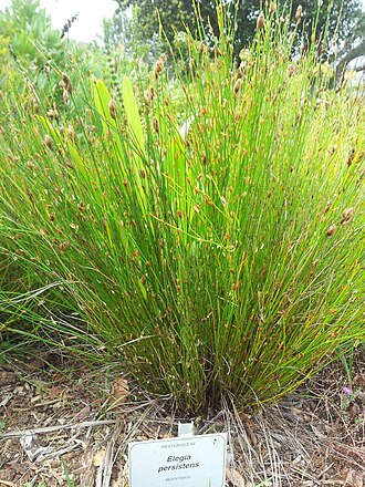 Elegia persistens: Elegia persistens - Kirstenbosch