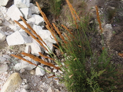 Elegia persistens (Elegia persistens)