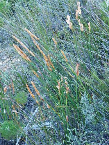 Elegia persistens (Elegia persistens)