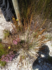 Elegia persistens (Elegia persistens)