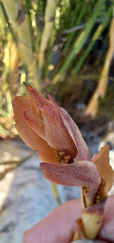 Elegia persistens (Elegia persistens)