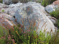 Elegia persistens (Elegia persistens)