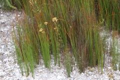 Elegia recta (Elegia recta)