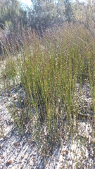 Elegia recta (Elegia recta)