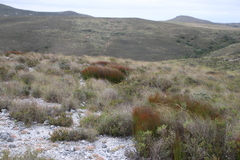 Elegia recta (Elegia recta)