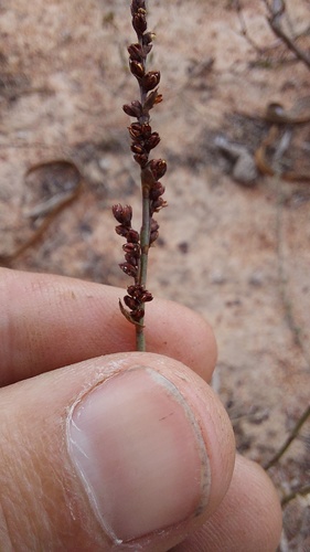 Elegia recta (Elegia recta)