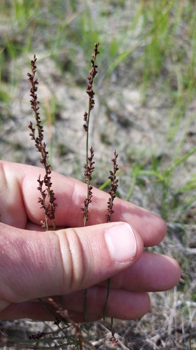 Elegia recta (Elegia recta)