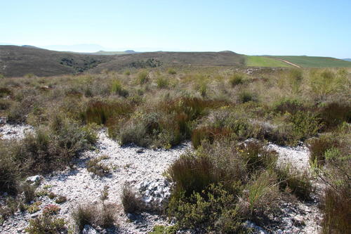 Elegia recta (Elegia recta)