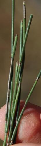 Elegia recta (Elegia recta)