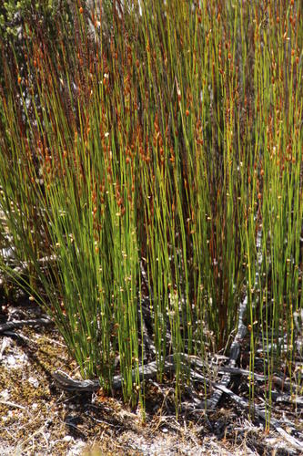 Elegia recta (Elegia recta)