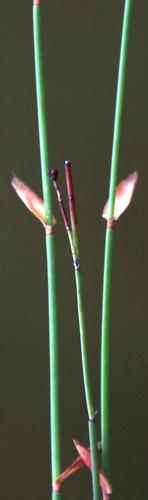 Elegia recta (Elegia recta)