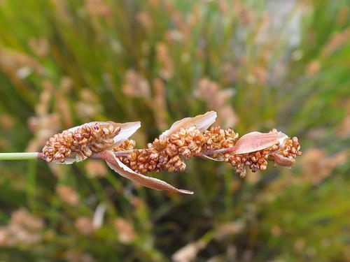 Elegia stipularis (Elegia stipularis)