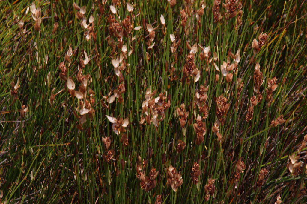 Elegia stipularis (Elegia stipularis)