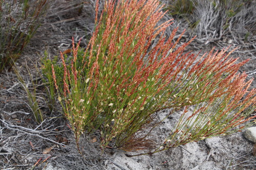 Elegia stipularis (Elegia stipularis)