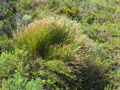 Elegia stipularis (Elegia stipularis)